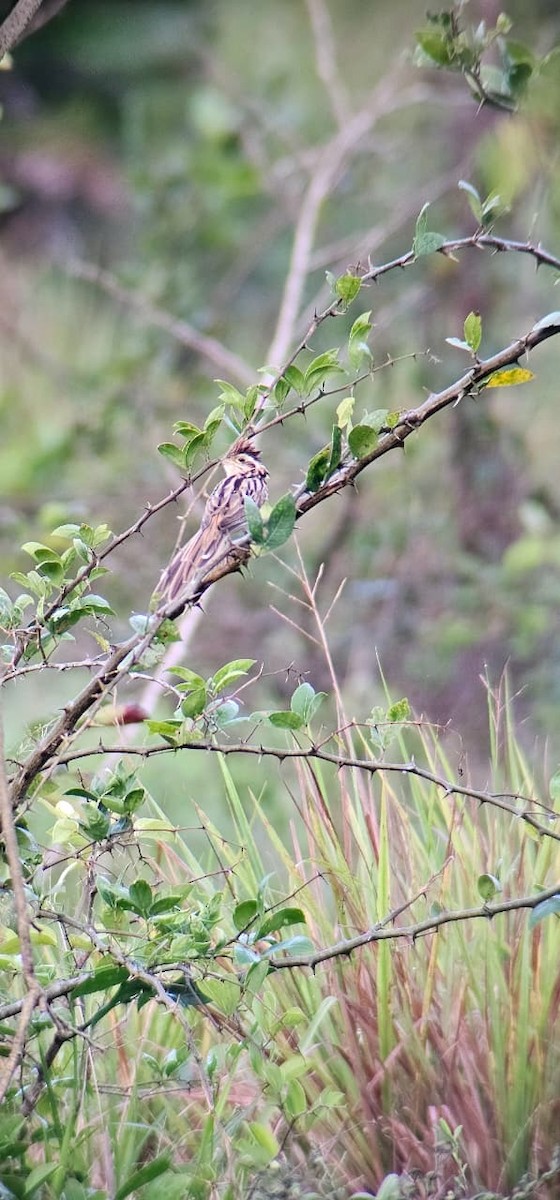 Striped Cuckoo - ML646586123