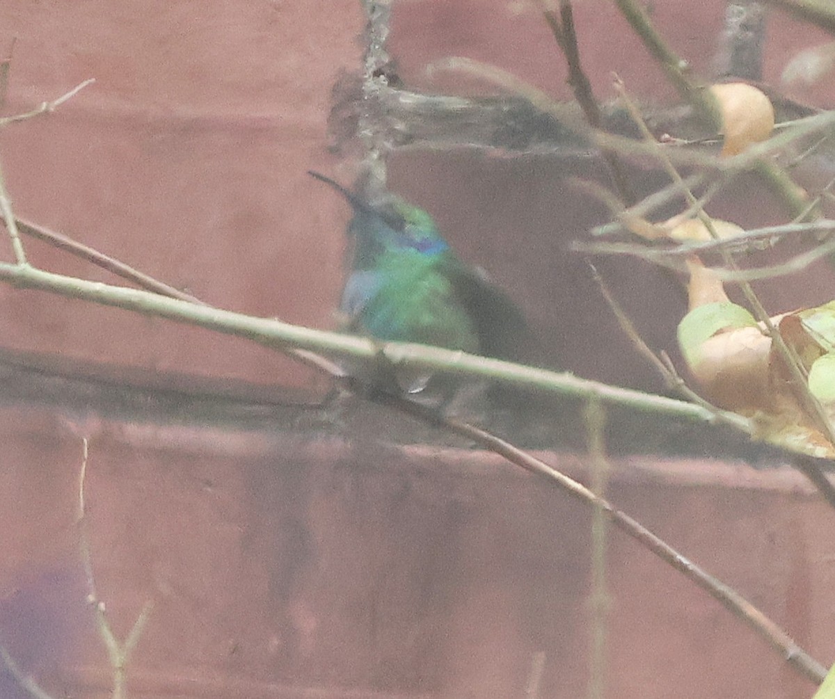 Mexican Violetear - ML646586124