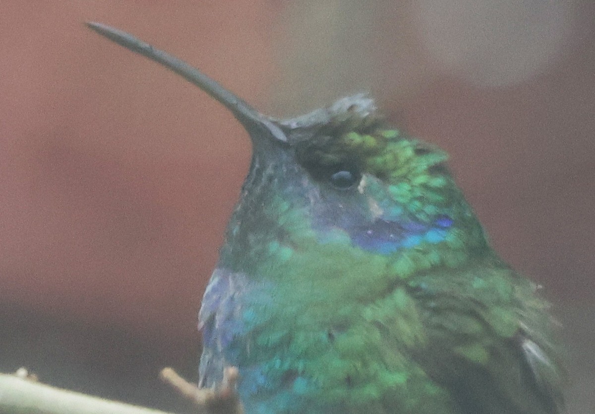 Mexican Violetear - ML646586125