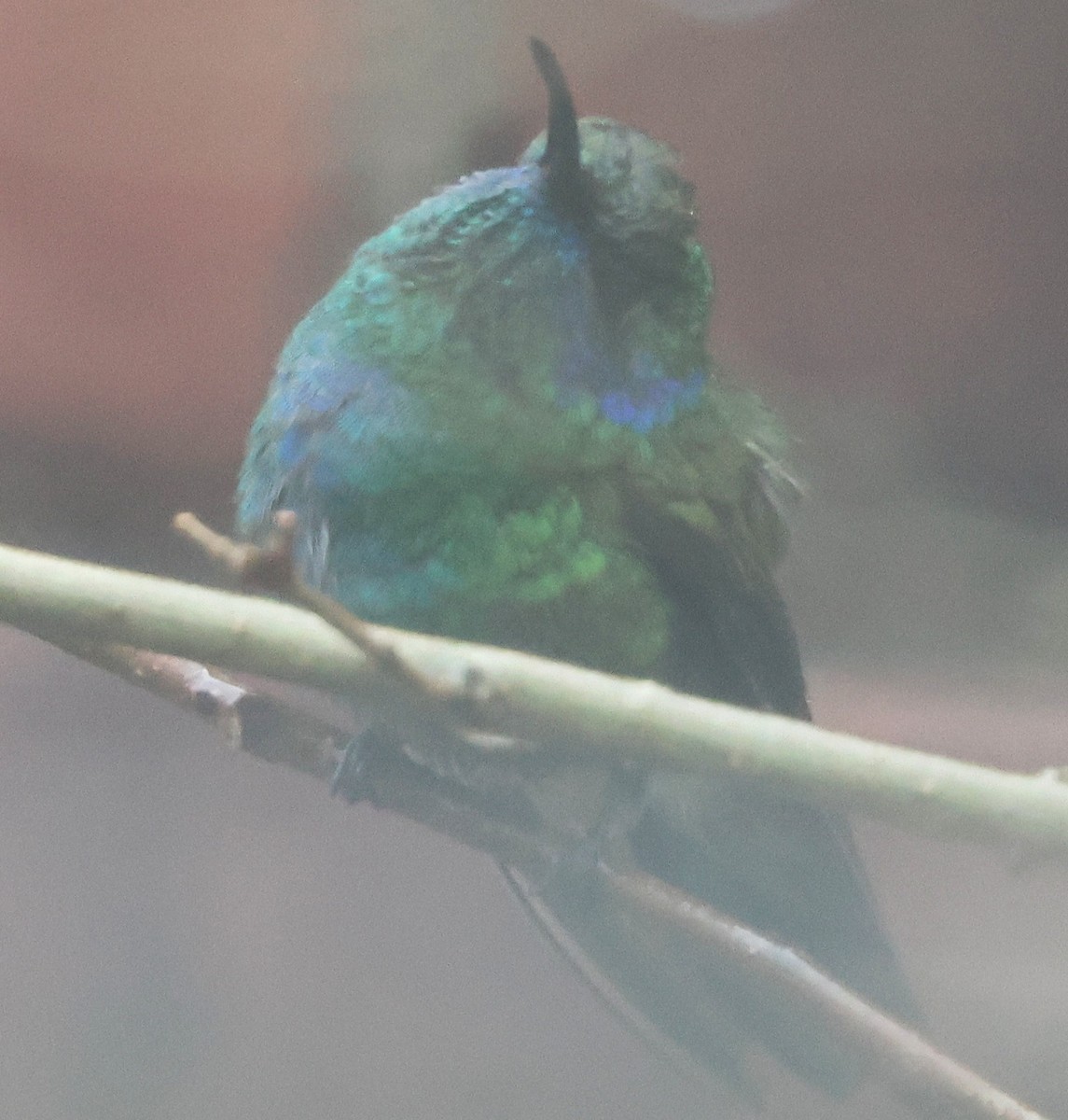 Mexican Violetear - ML646586126