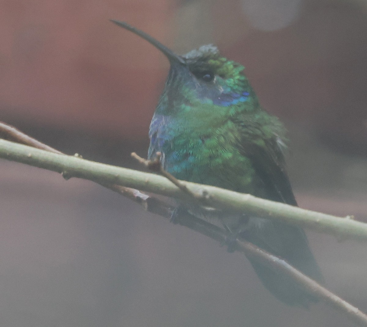 Mexican Violetear - ML646586127