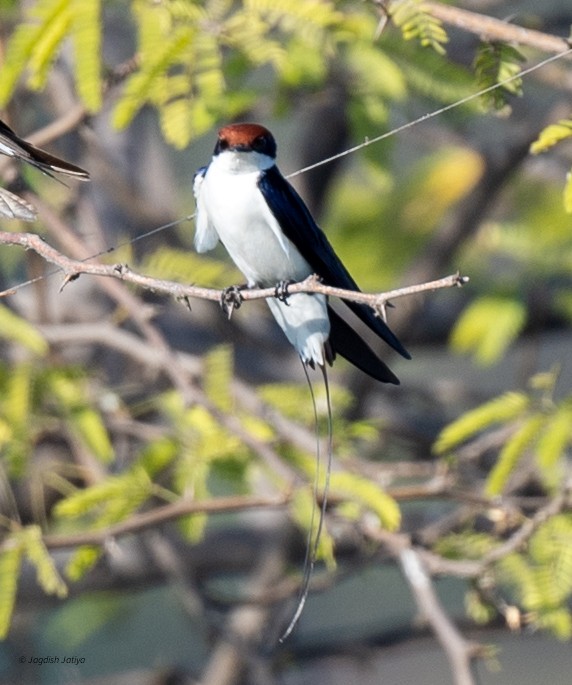 Wire-tailed Swallow - ML646586128