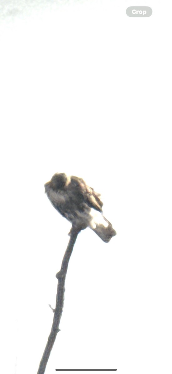 Red-tailed Hawk (abieticola) - ML646586131