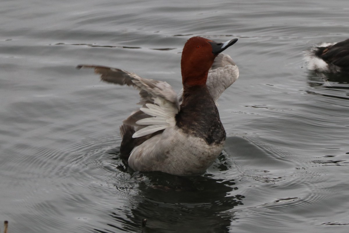Common Pochard - ML646586133