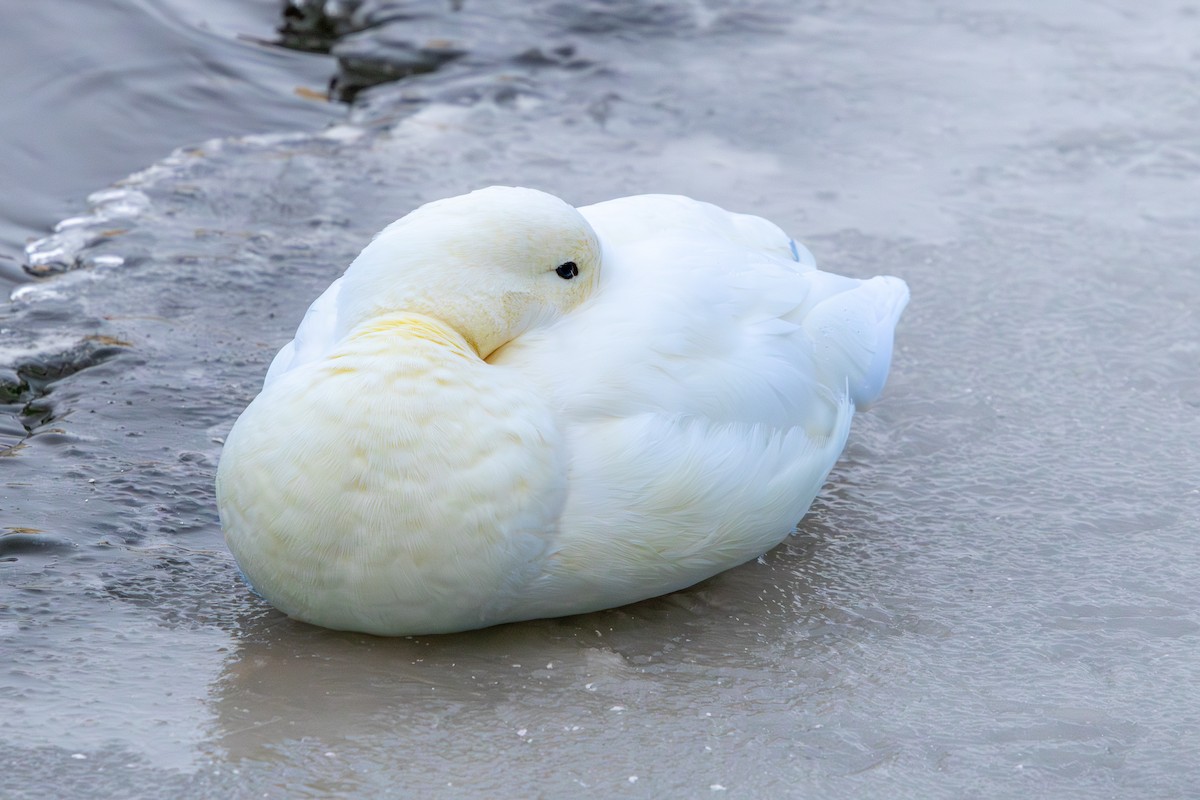 Mallard (Domestic type) - ML646586137