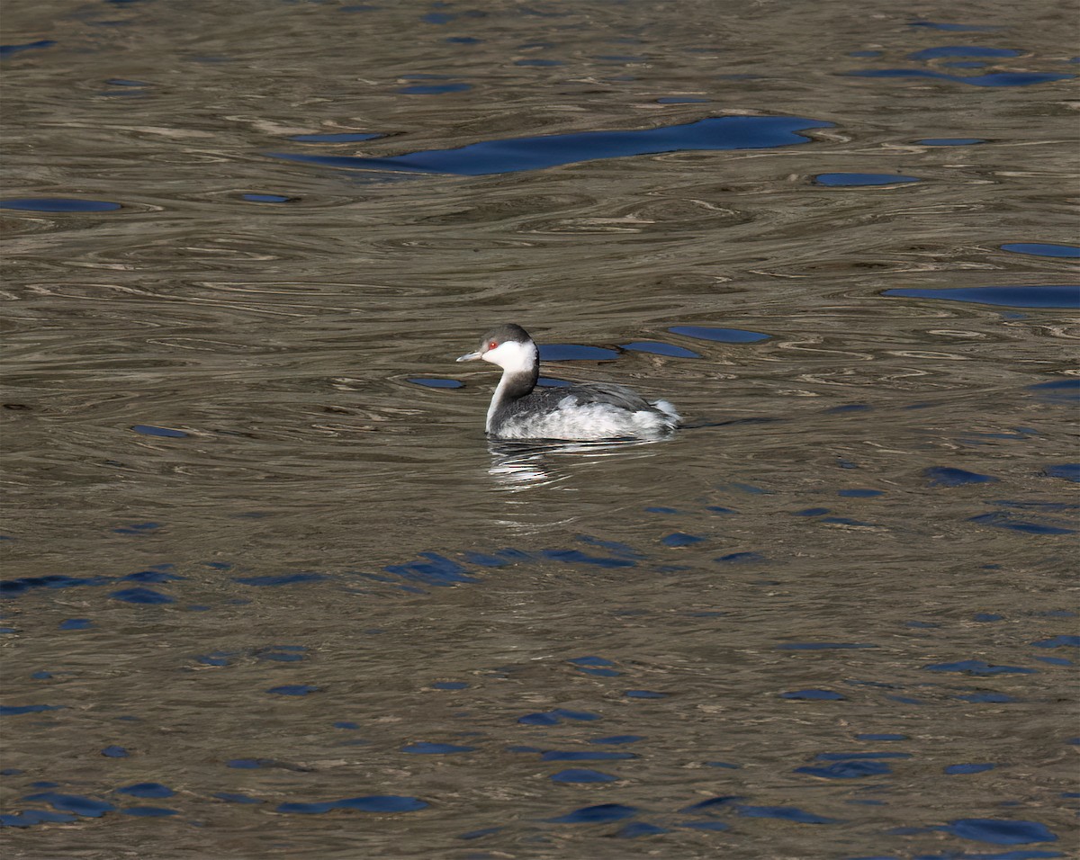 Txilinporta urrebelarria - ML646586138