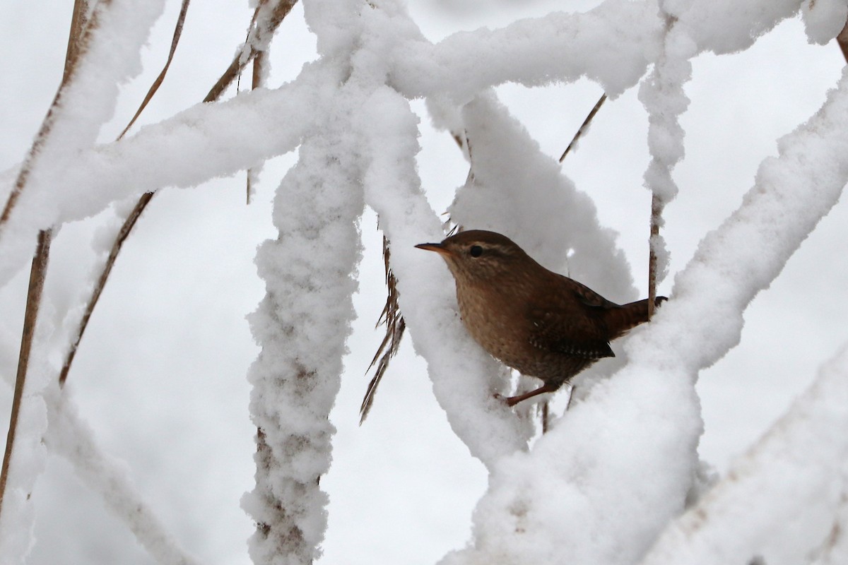 Eurasian Wren - ML646586149