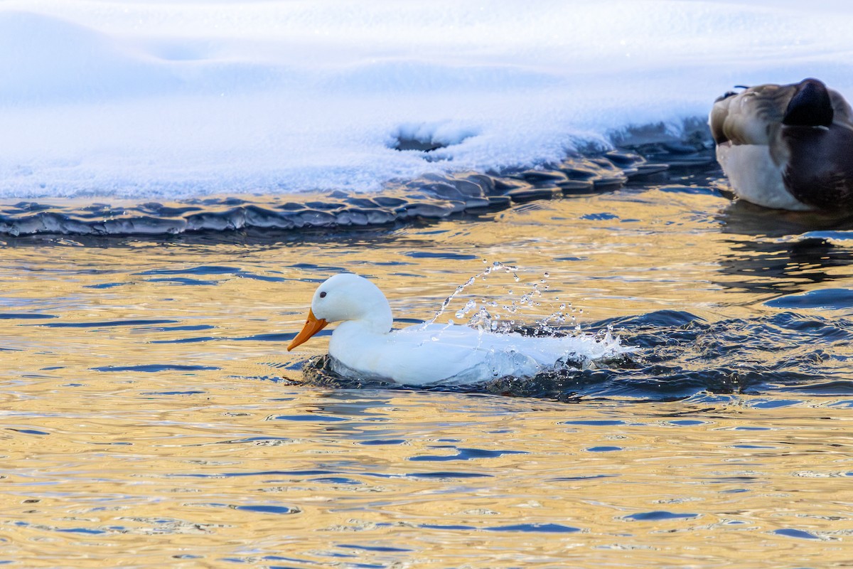 Mallard (Domestic type) - ML646586150