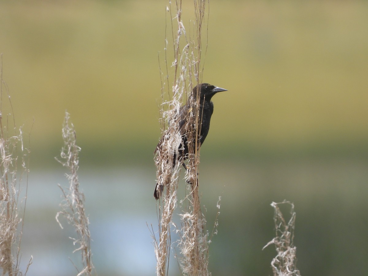 Yellow-winged Blackbird - ML646586156