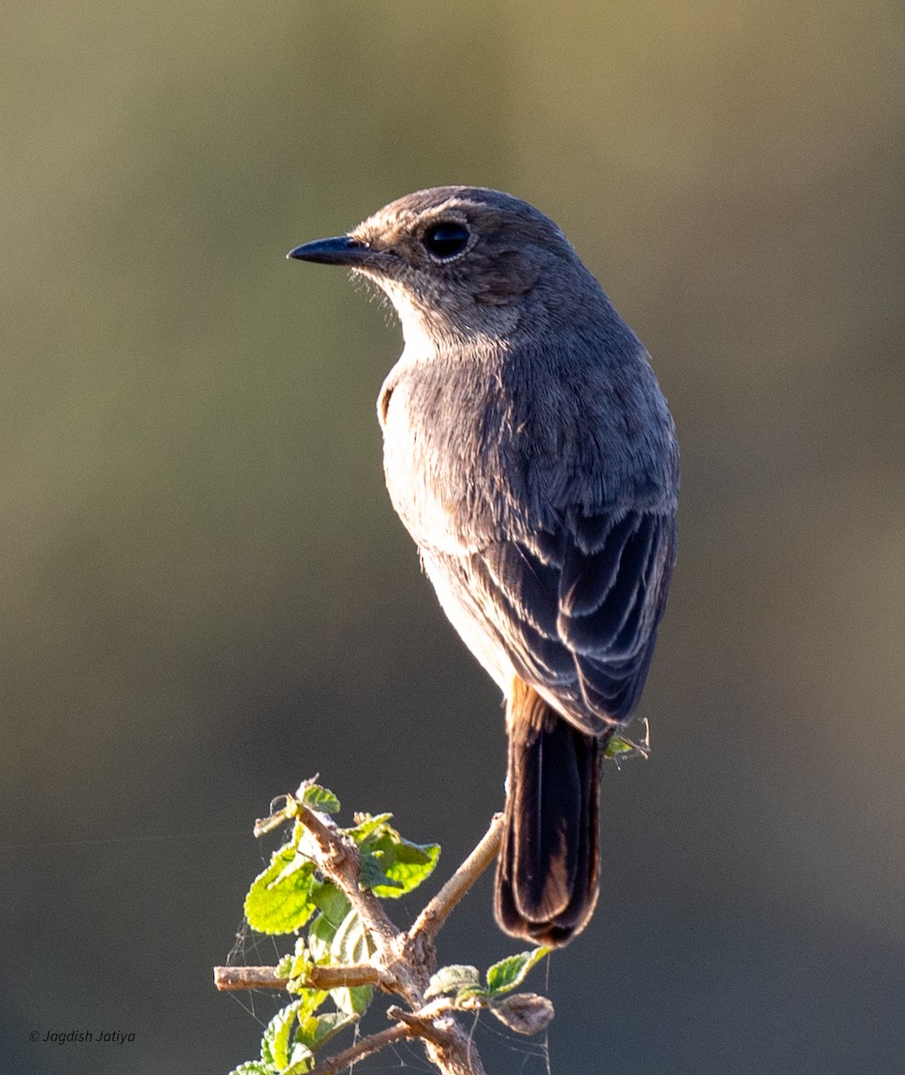 Pied Bushchat - ML646586157