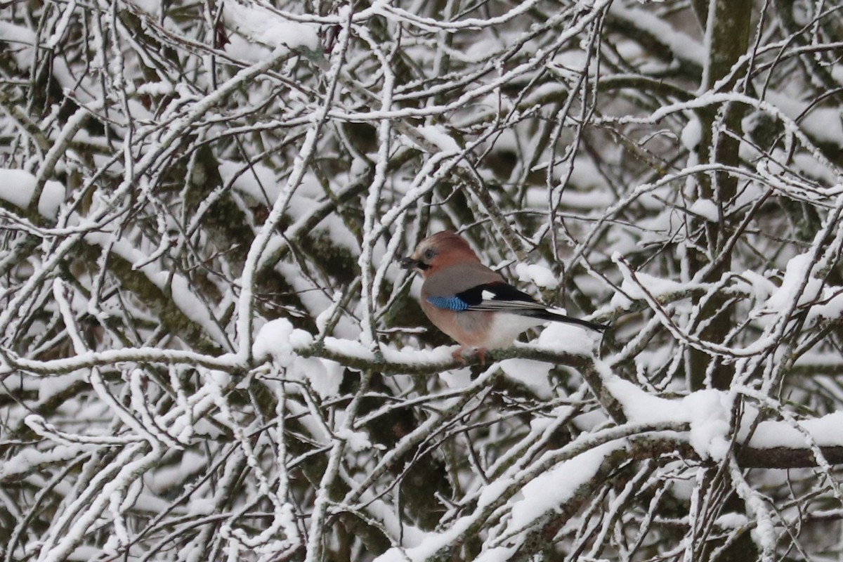 Eurasian Jay - ML646586160
