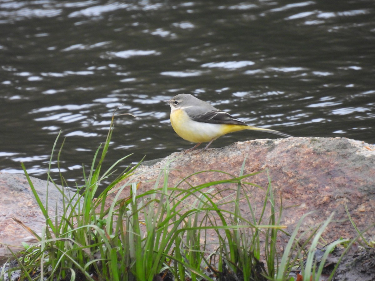 Gray Wagtail - ML646586162