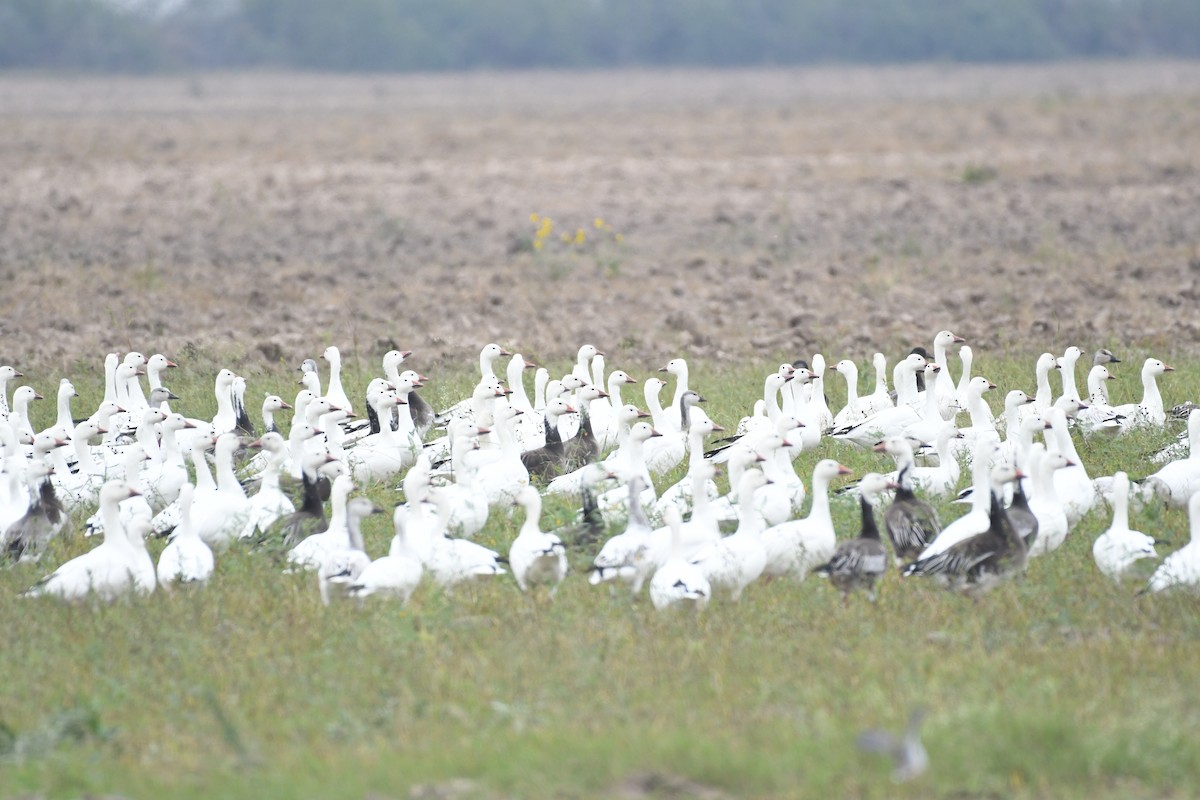 Snow Goose - ML646586163