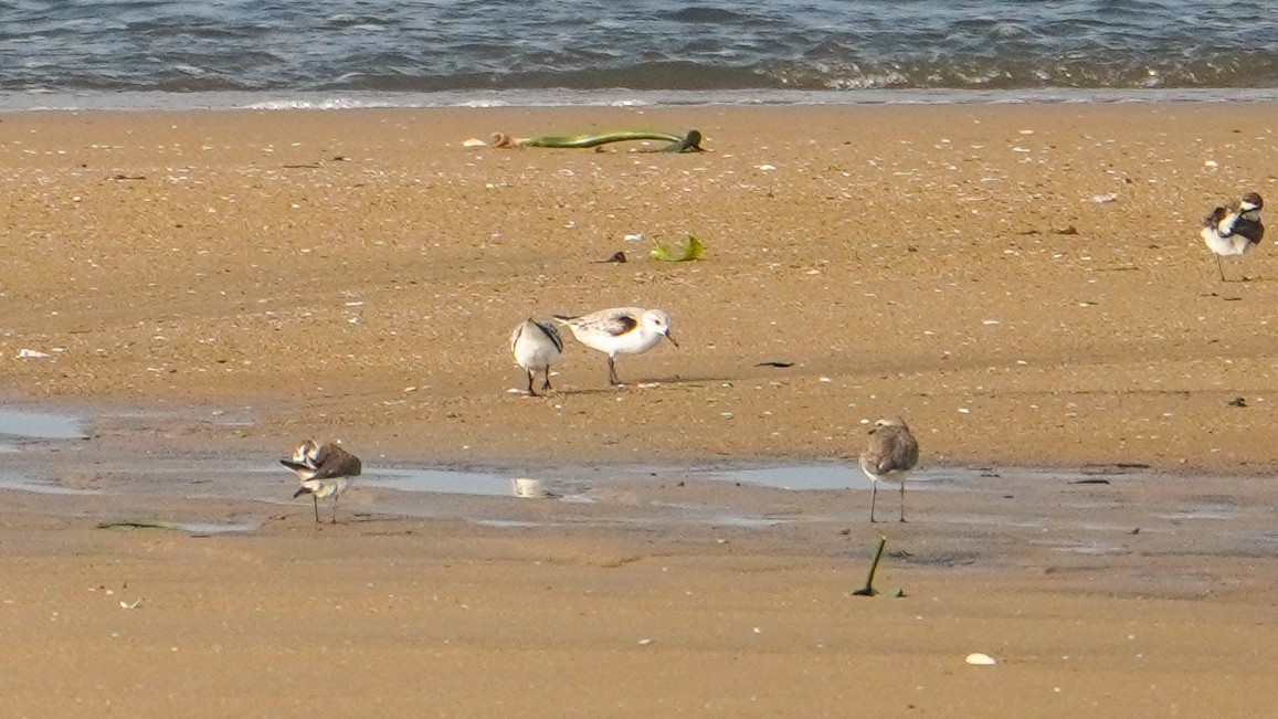 Sanderling - ML646586165