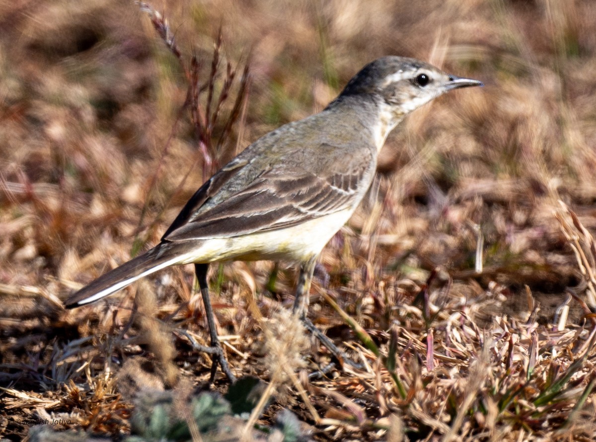 Western Yellow Wagtail - ML646586167