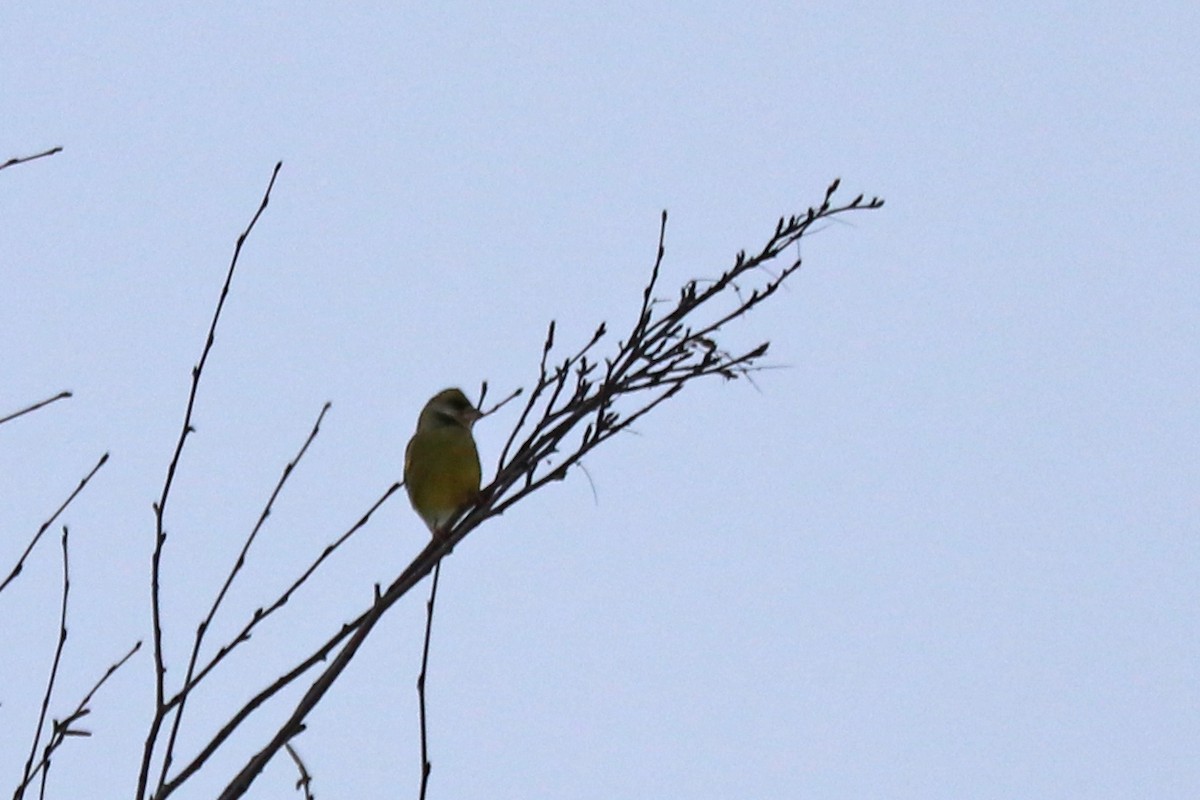European Greenfinch - ML646586181