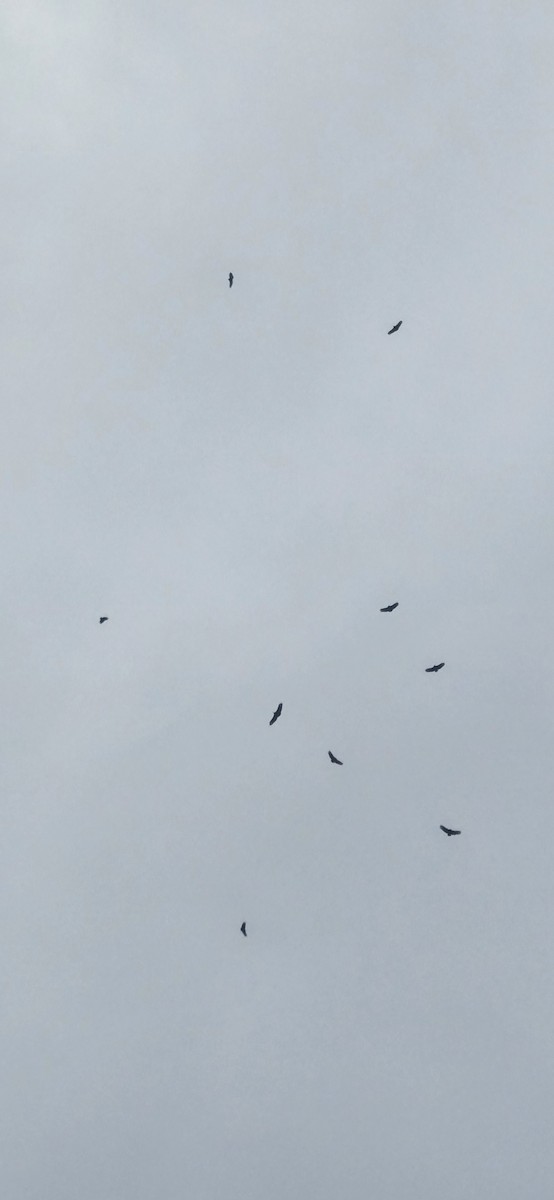 Black Vulture - ML646586182