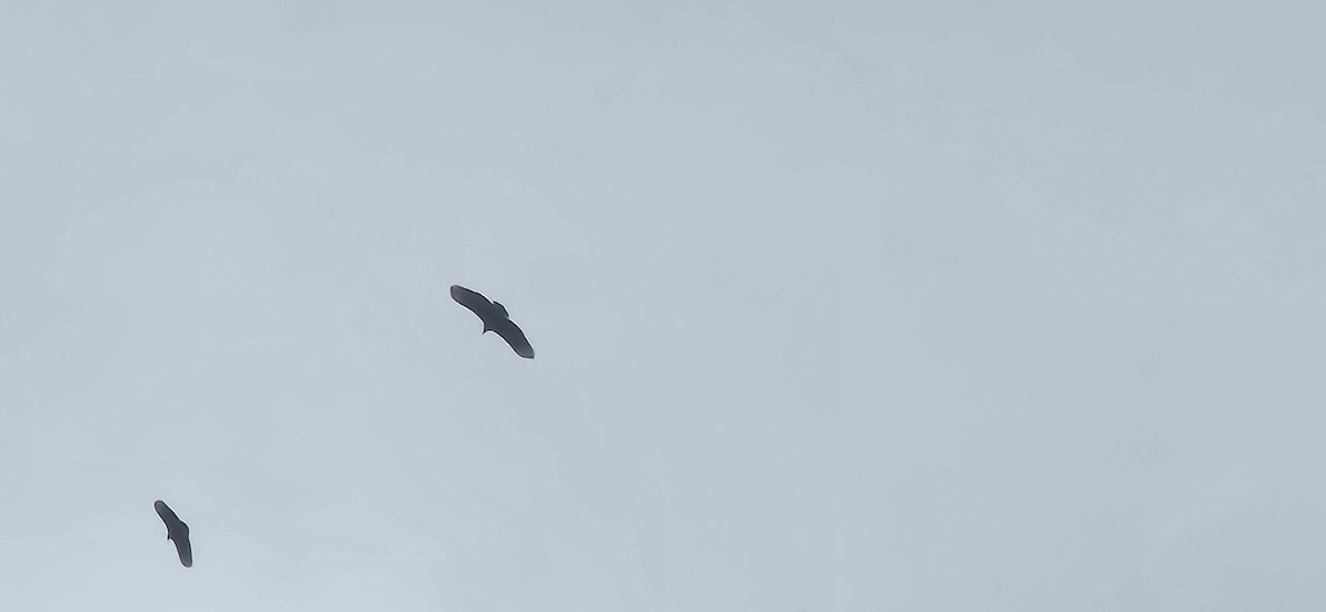 Black Vulture - ML646586183