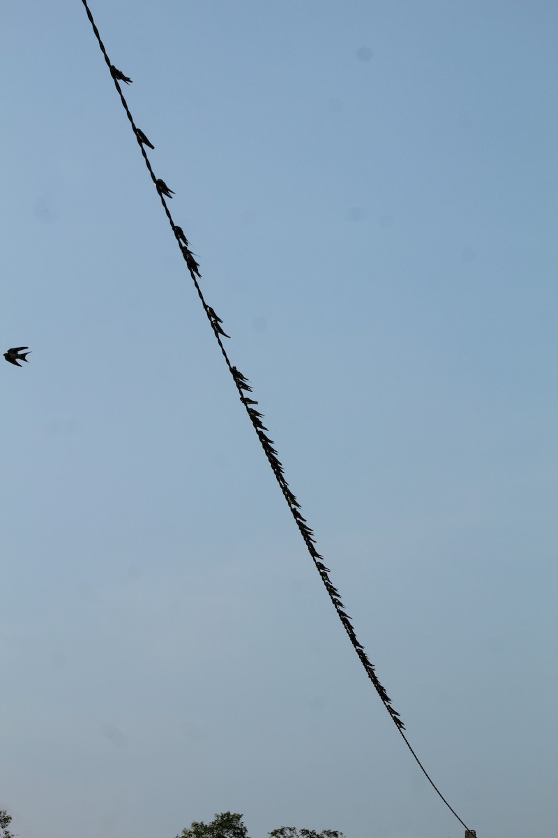 Barn Swallow - ML646586184