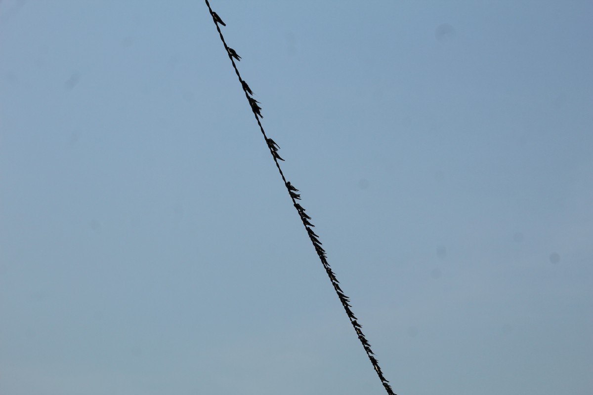 Barn Swallow - ML646586185