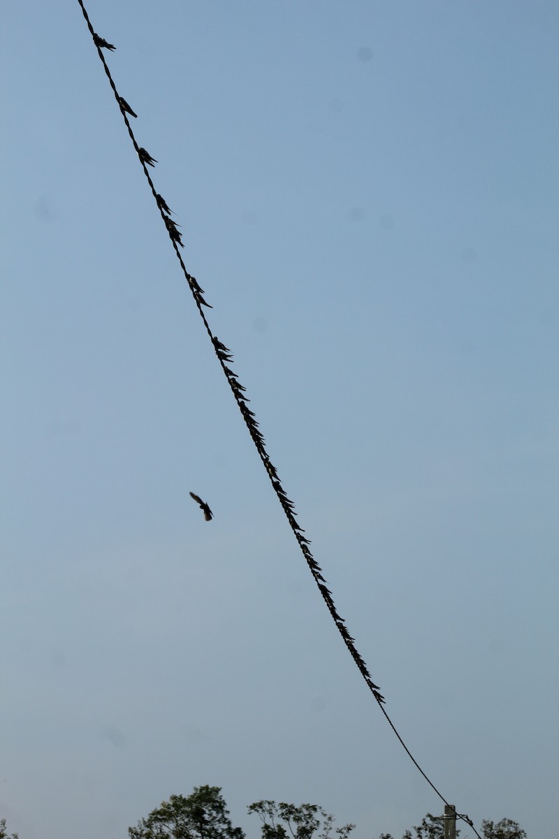 Barn Swallow - ML646586186