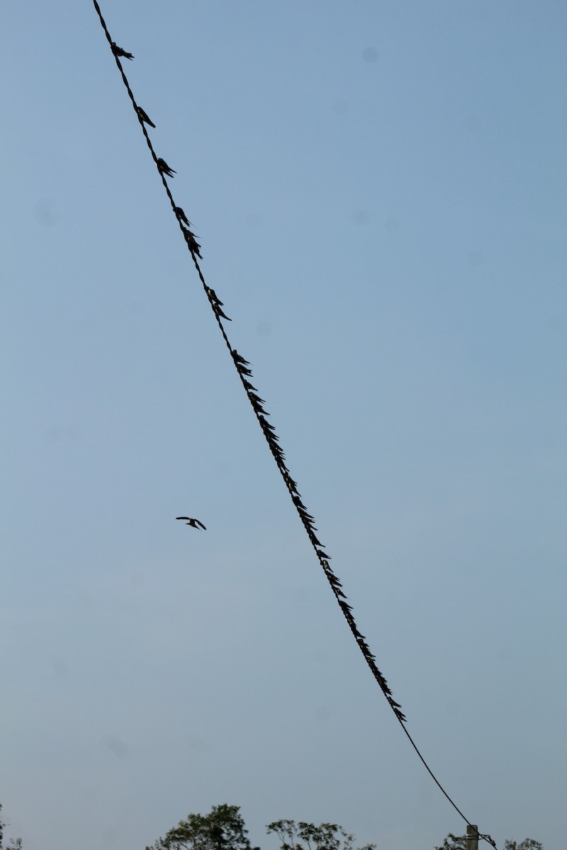 Barn Swallow - ML646586187