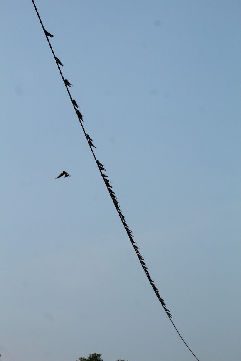 Barn Swallow - ML646586188