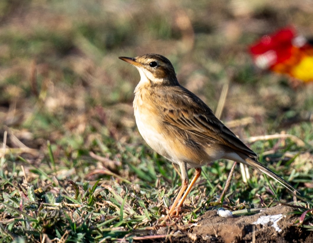 Paddyfield Pipit - ML646586189