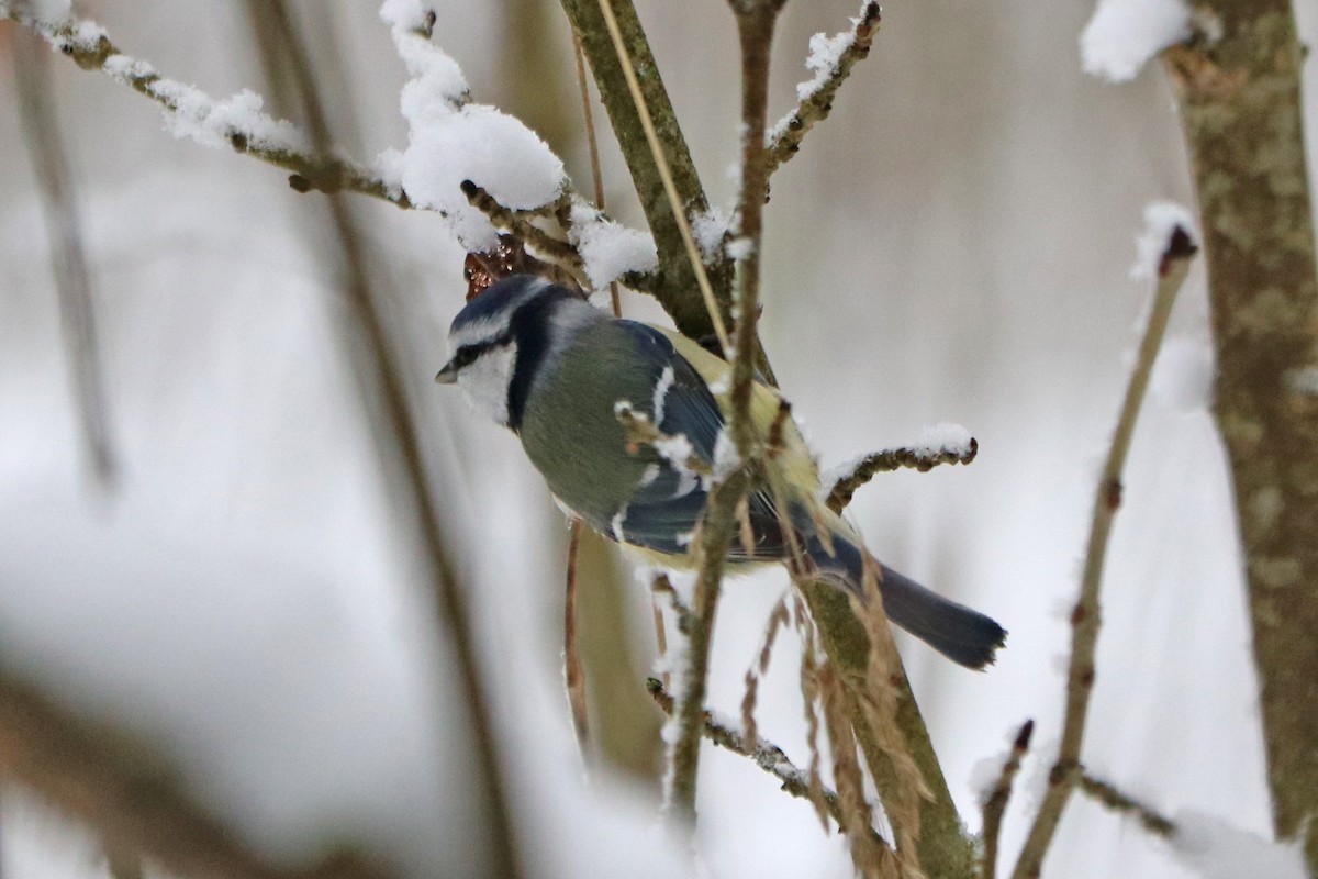 Amilotx urdin europarra - ML646586191