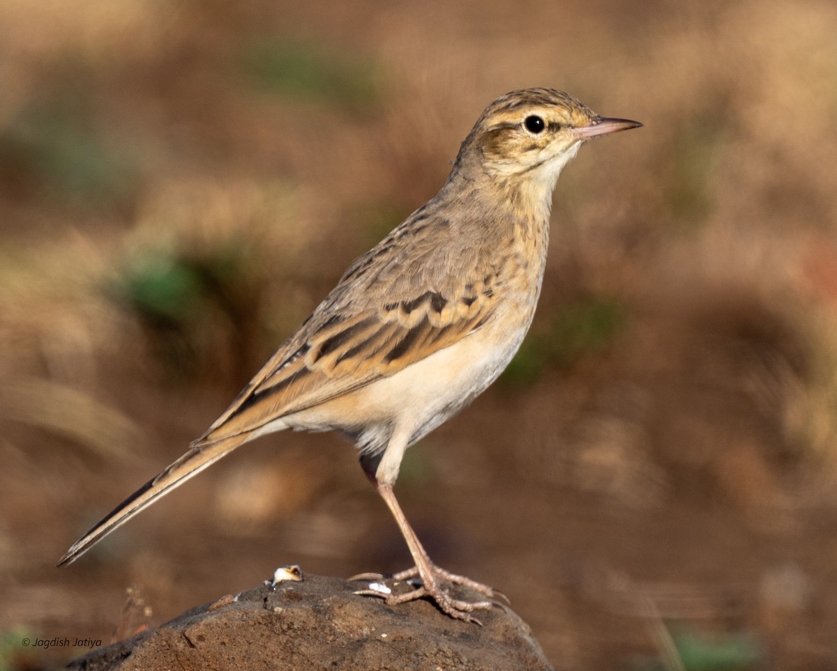 Tawny Pipit - ML646586193