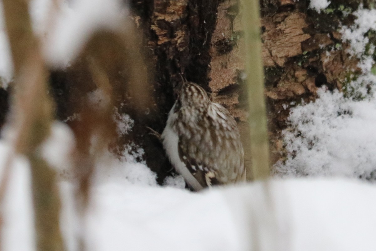 Eurasian Treecreeper - ML646586194