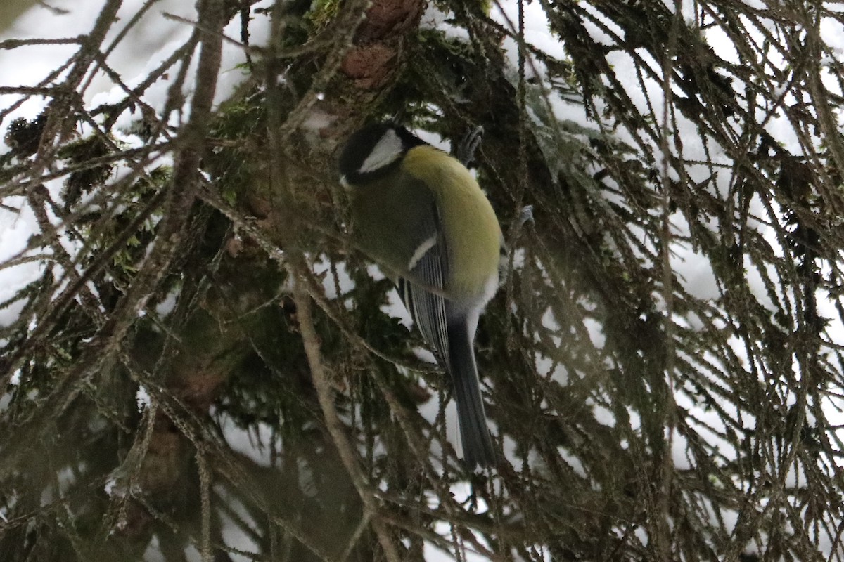 Great Tit - ML646586197