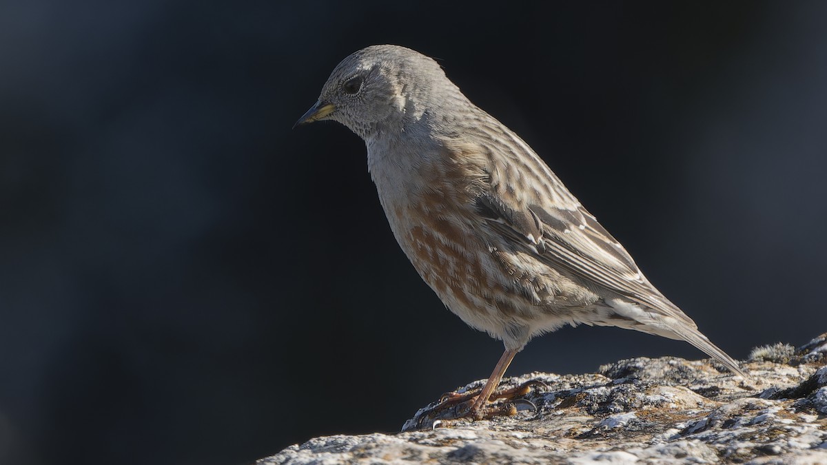 Alpine Accentor - ML646586199