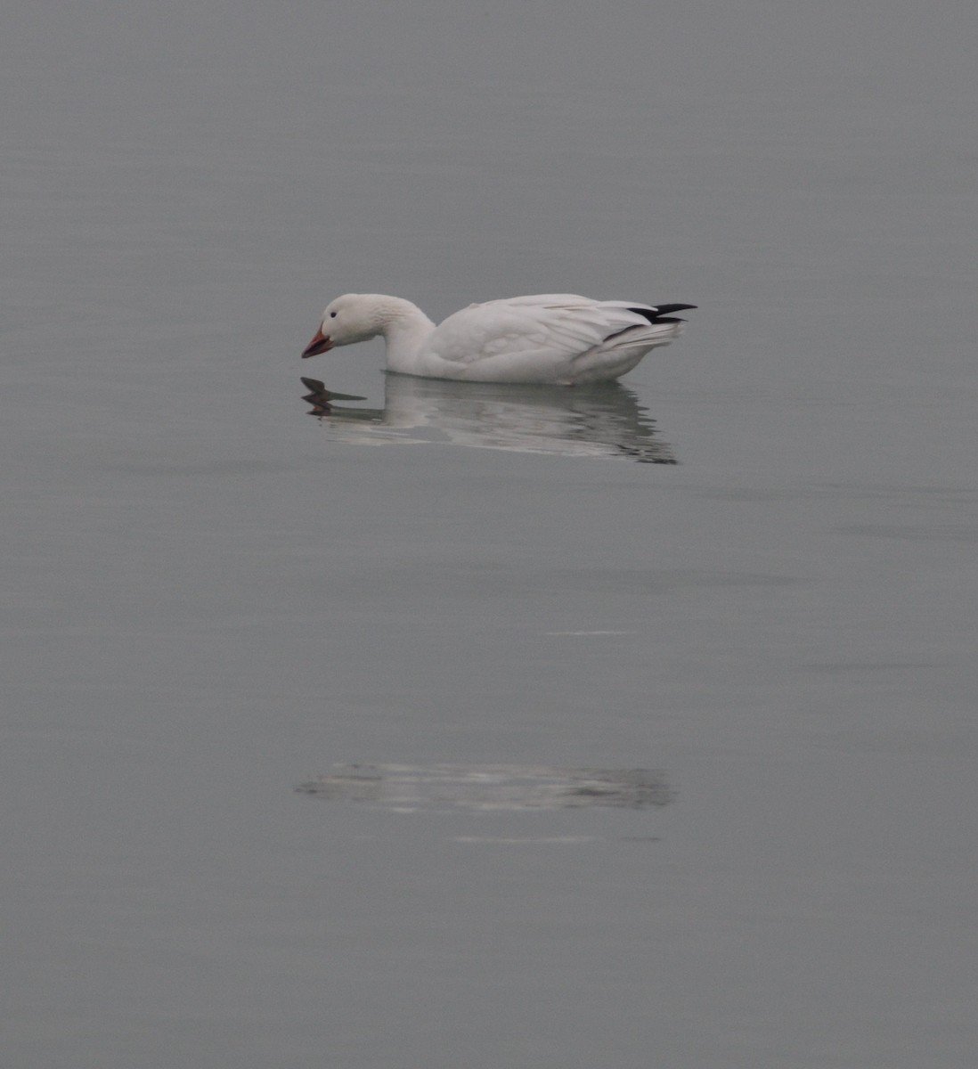 Snow Goose - ML646586200