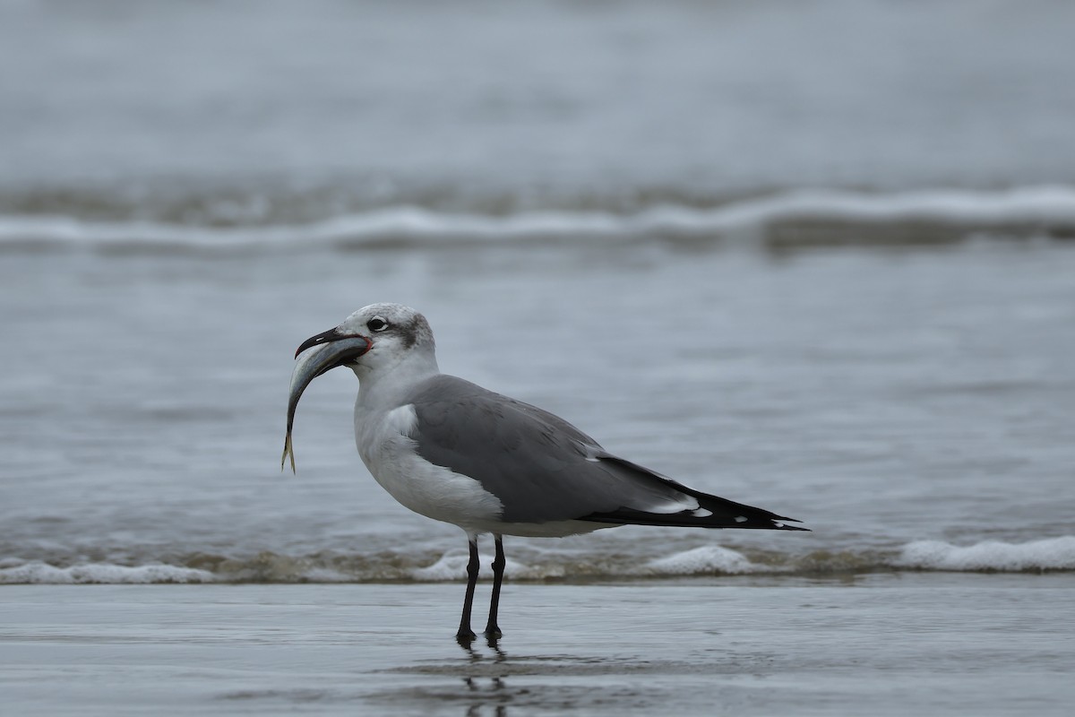 Ацтекская чайка - ML646586201