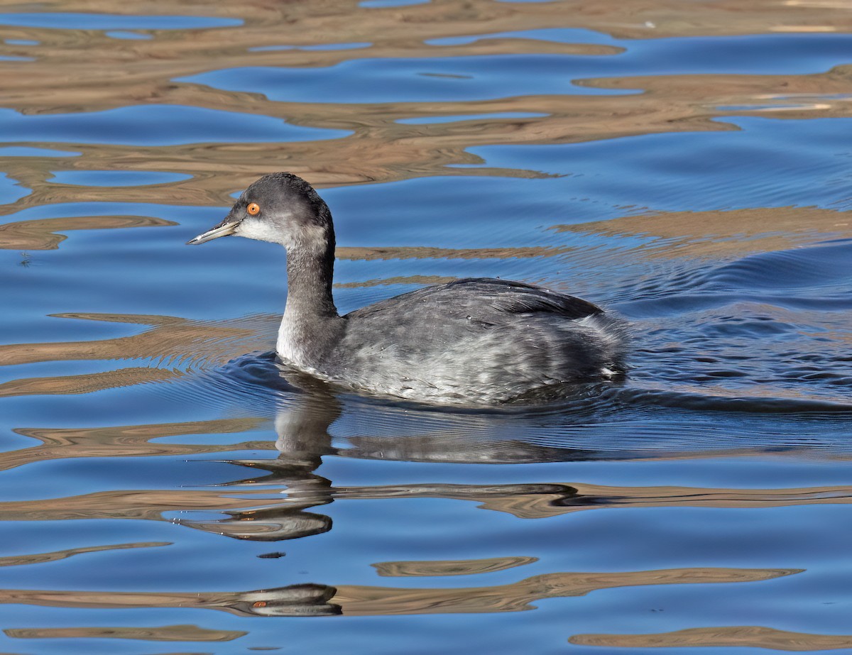 Grèbe à cou noir - ML646586204