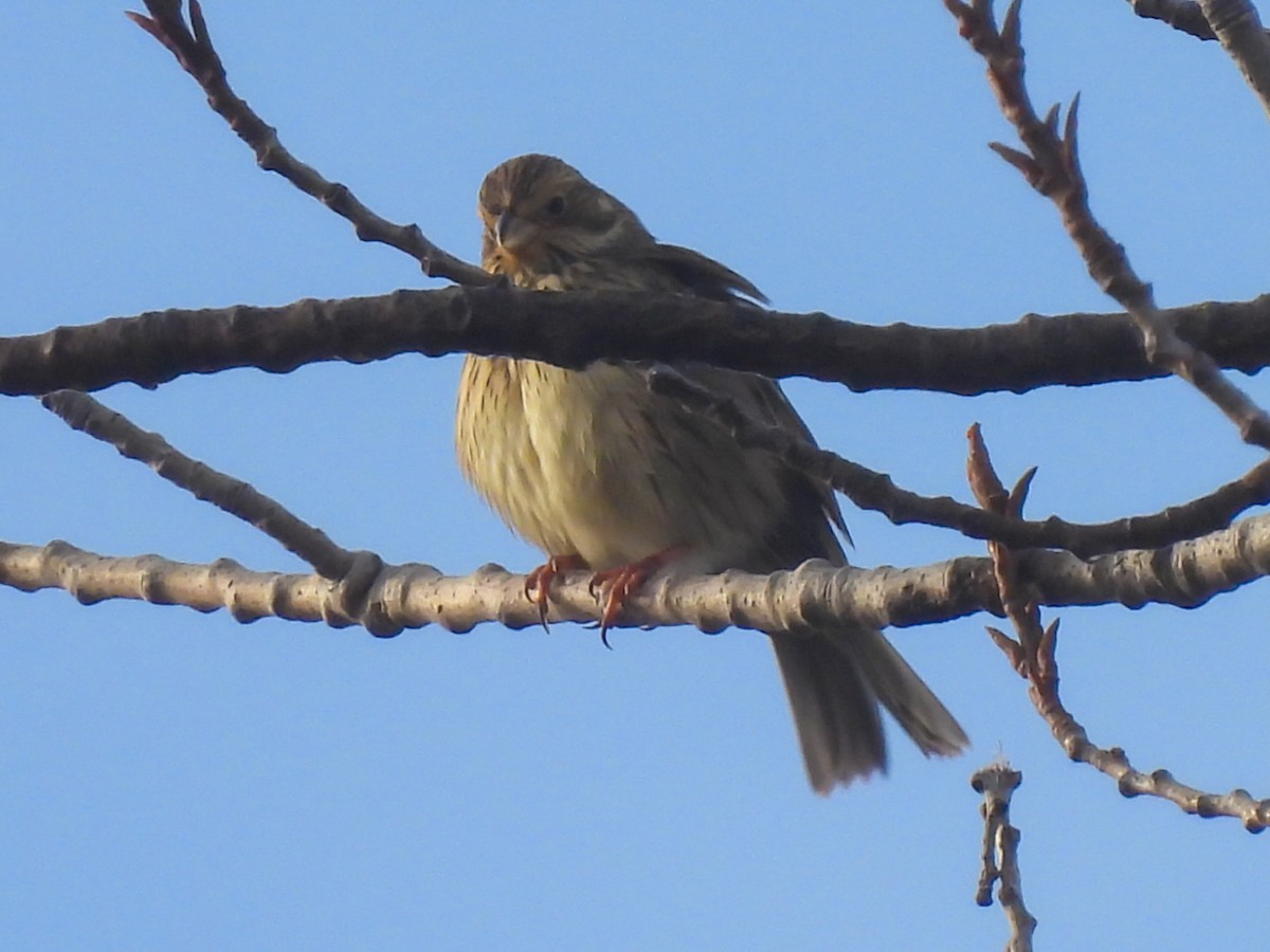 strnad luční - ML646586205