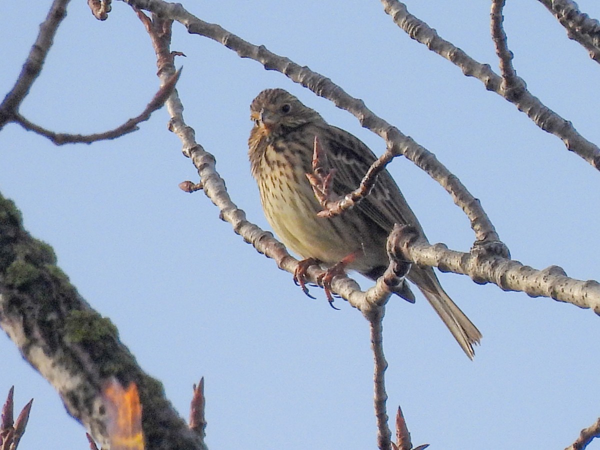 strnad luční - ML646586206