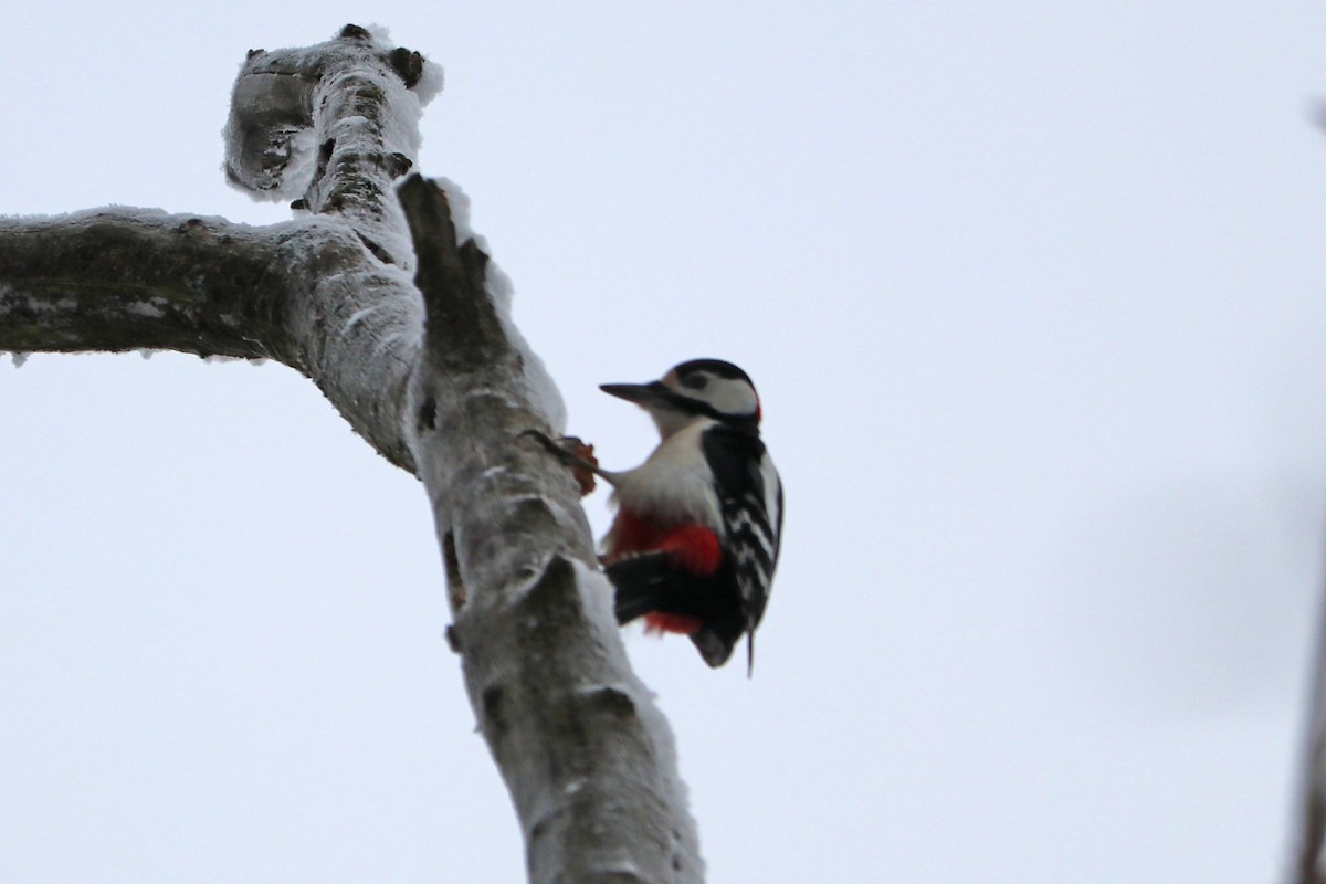 Great Spotted Woodpecker - ML646586209