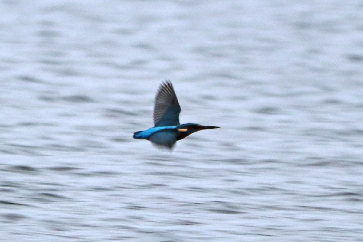 Common Kingfisher - ML646586211