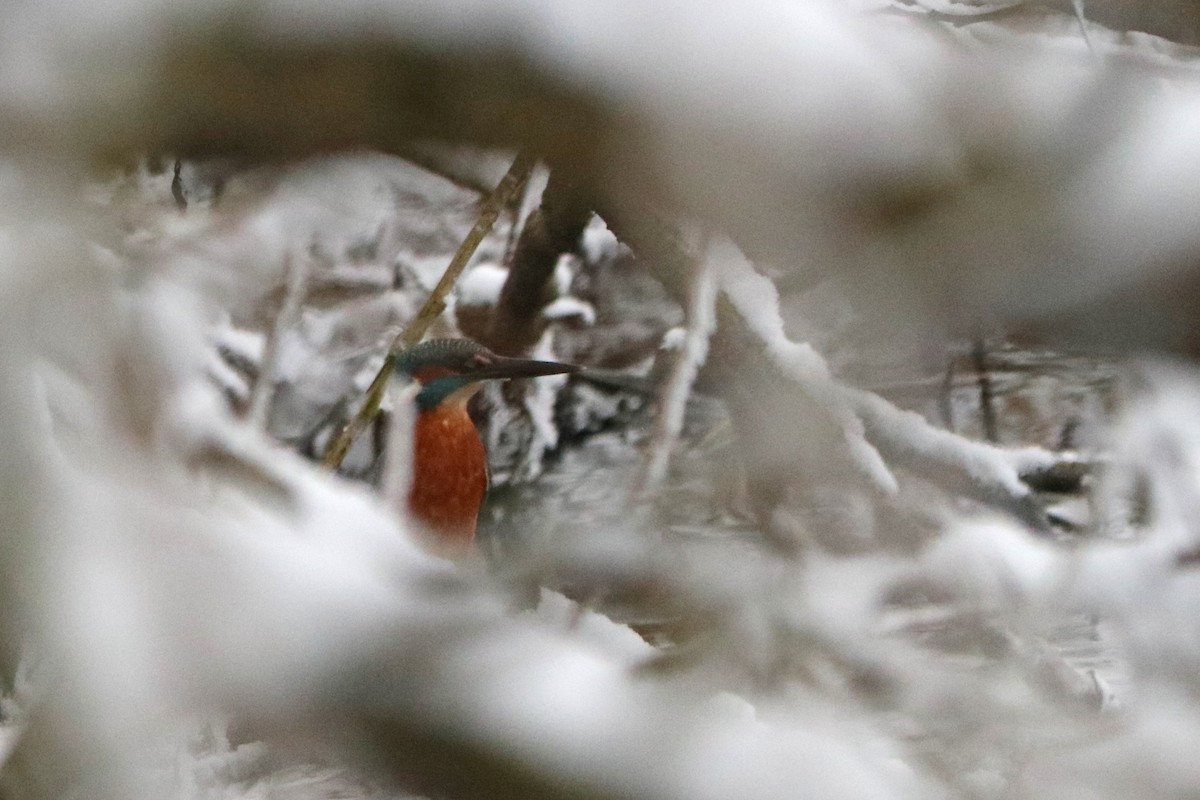 Common Kingfisher - ML646586212