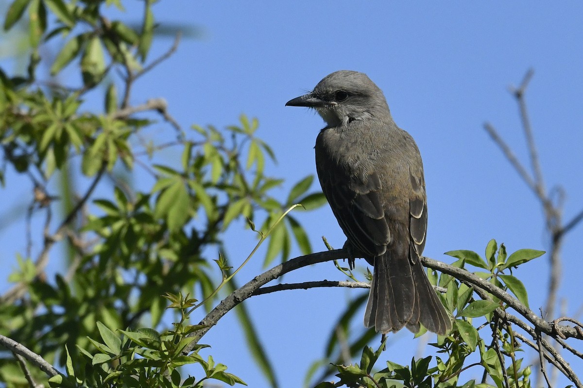 Tropical Kingbird - ML646586213