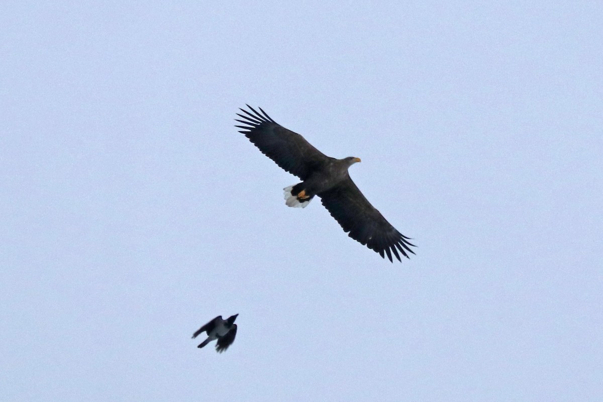 White-tailed Eagle - ML646586215
