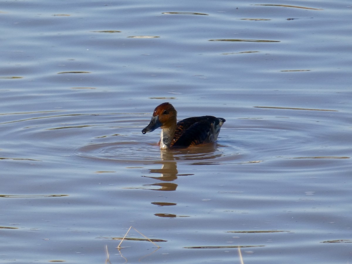 husička bažinná - ML646586217
