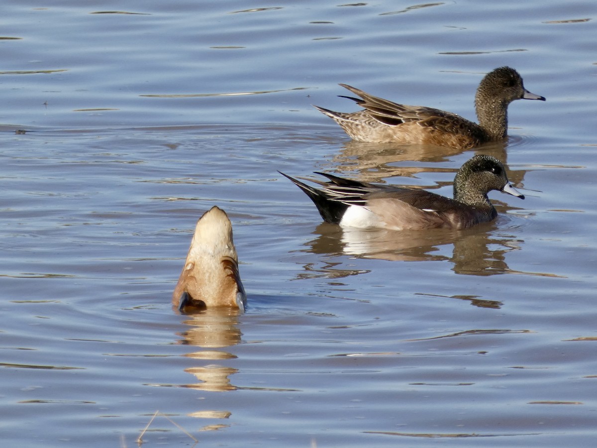 husička bažinná - ML646586218