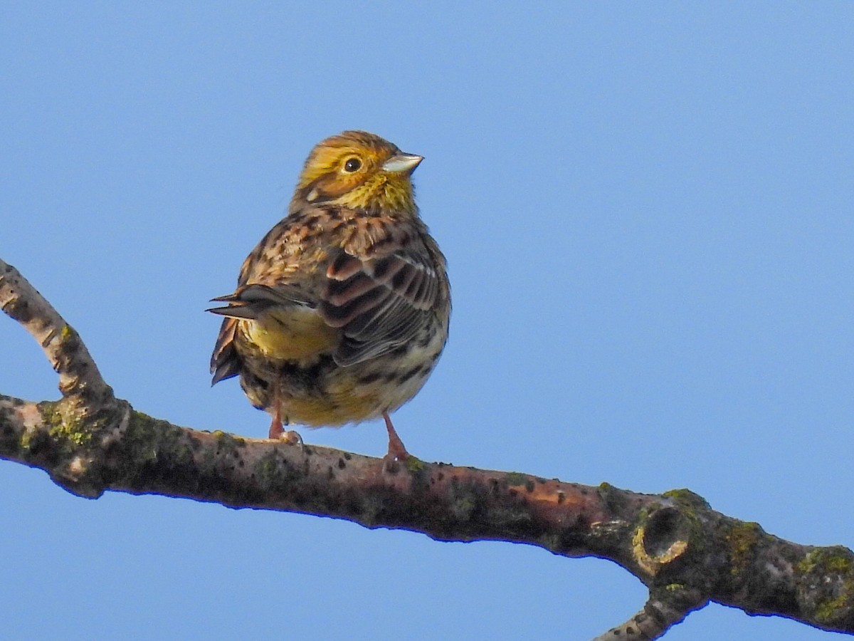 strnad cvrčivý - ML646586222