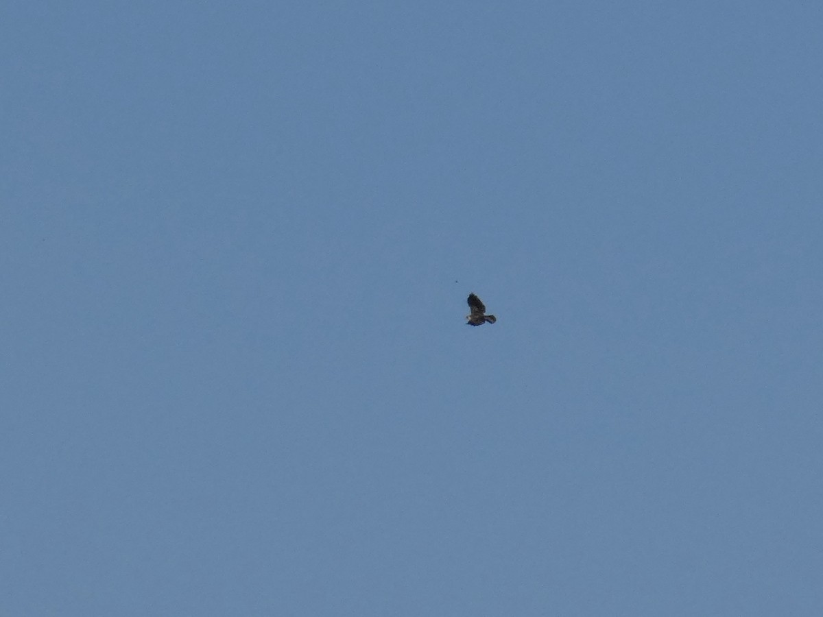 káně krátkoocasá - ML646586227