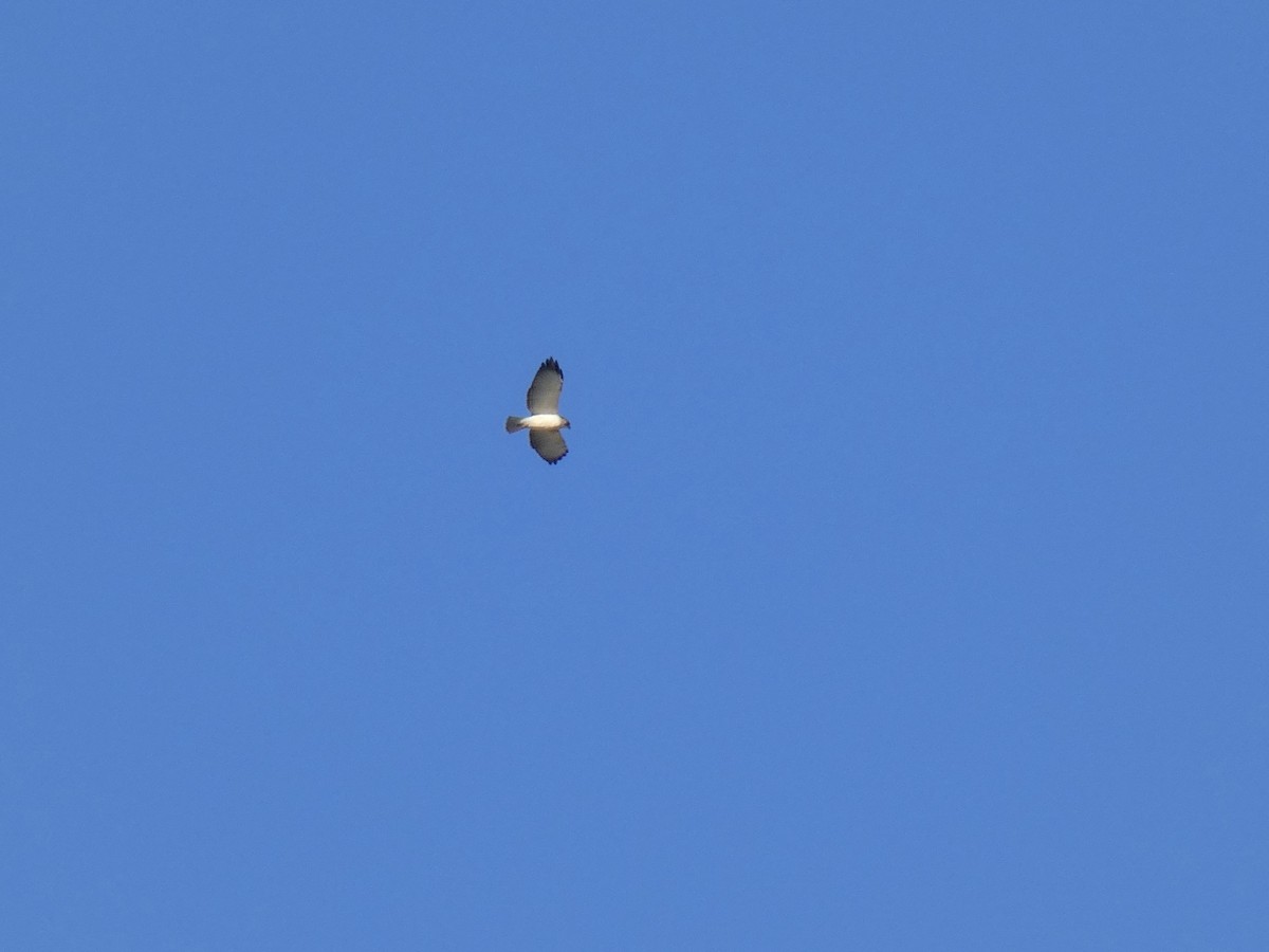 káně krátkoocasá - ML646586229