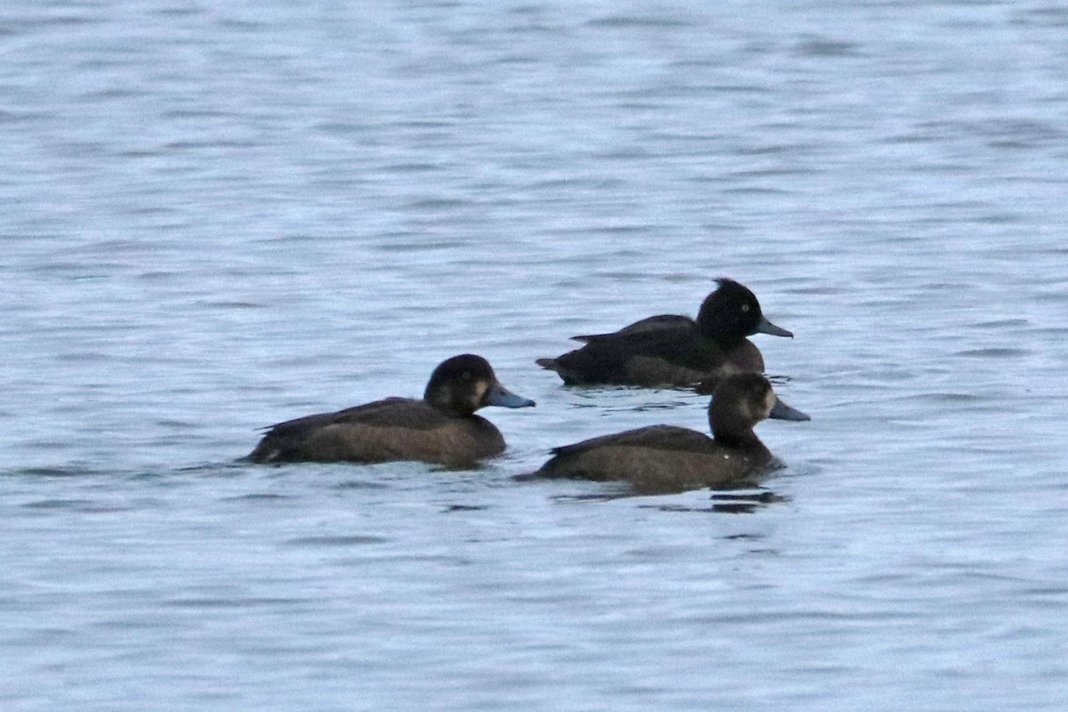 Greater Scaup - ML646586231