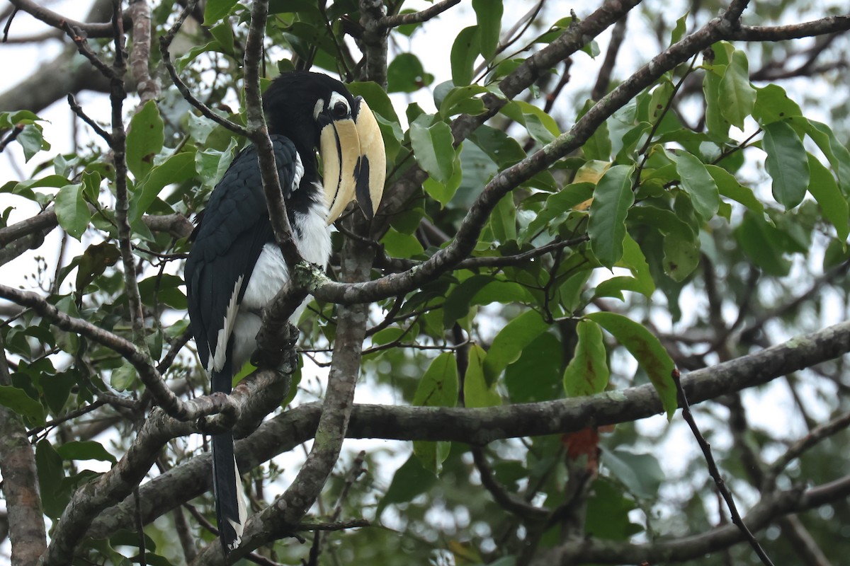 Oriental Pied-Hornbill - ML646586232